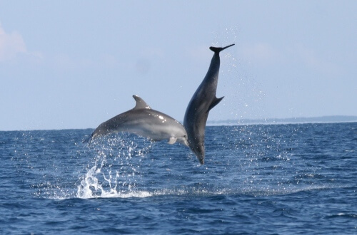 devbagh-beach-dolphin-safari